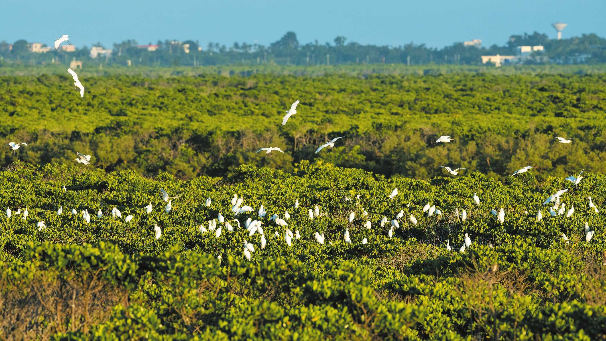 “漫野绿”盛迎“旅居白”