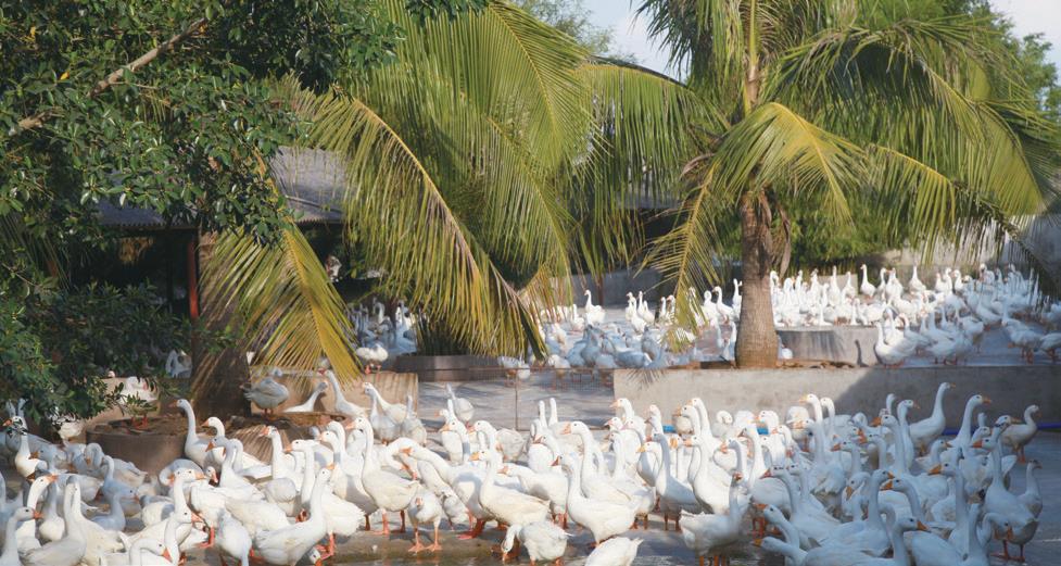海南八大名菜之一白莲鹅