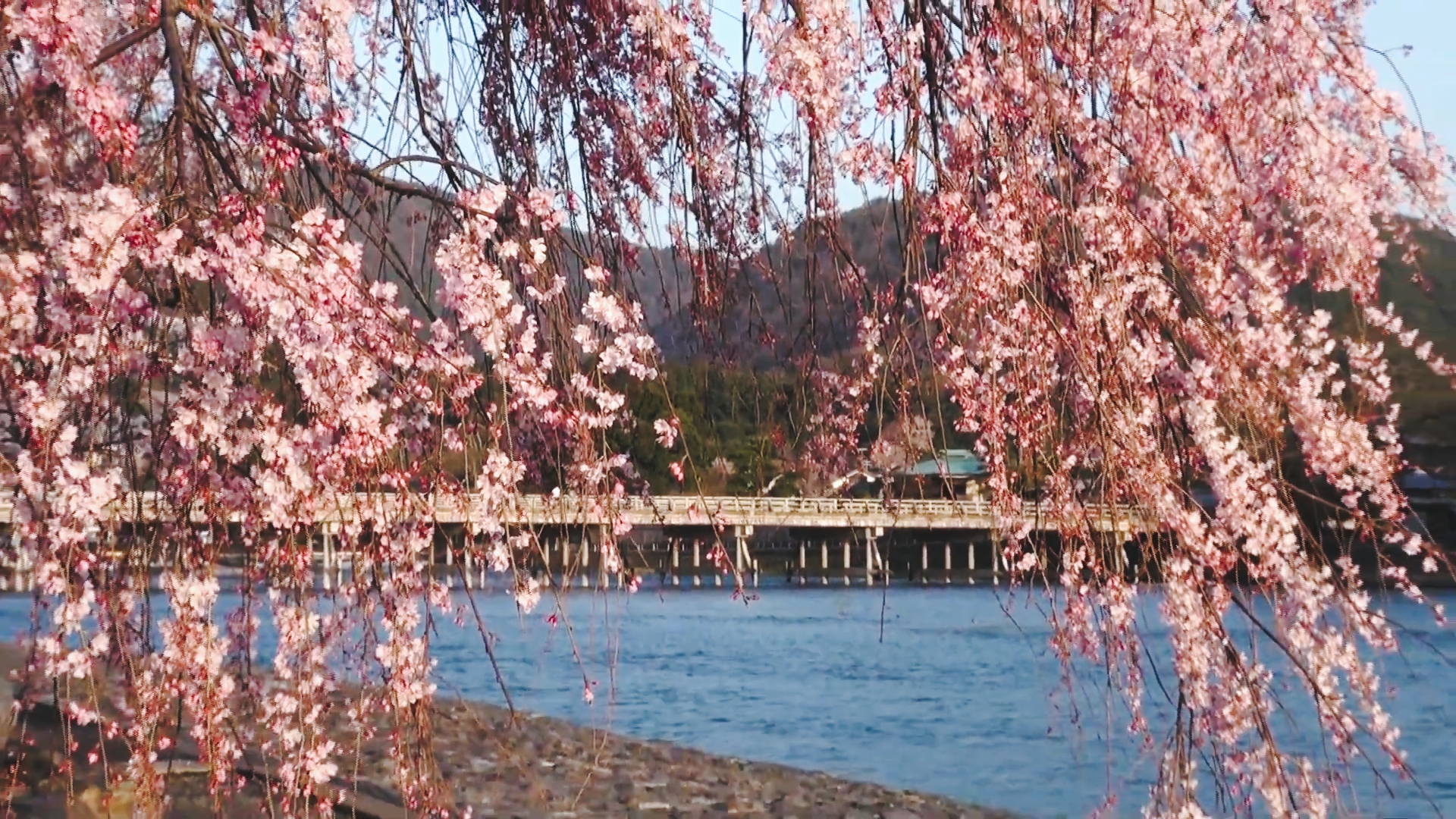 日本京都穷游记