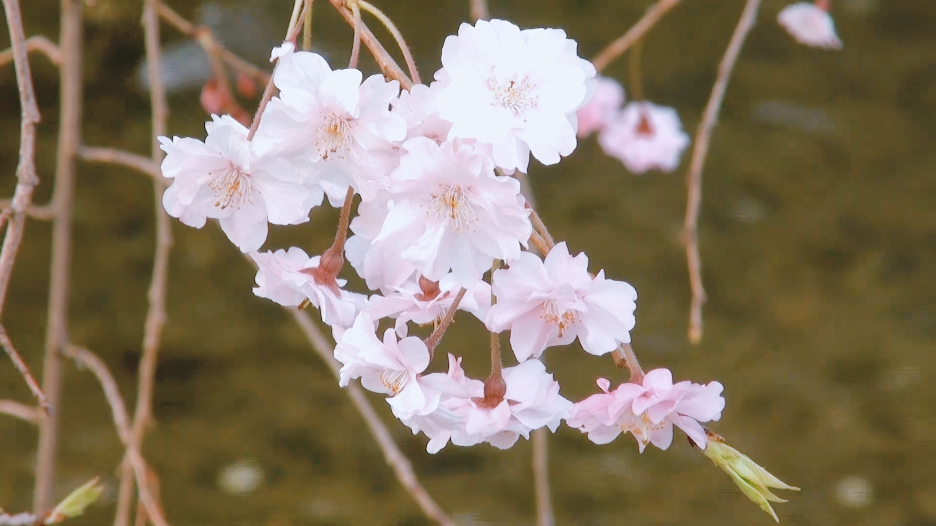 日本京都穷游记