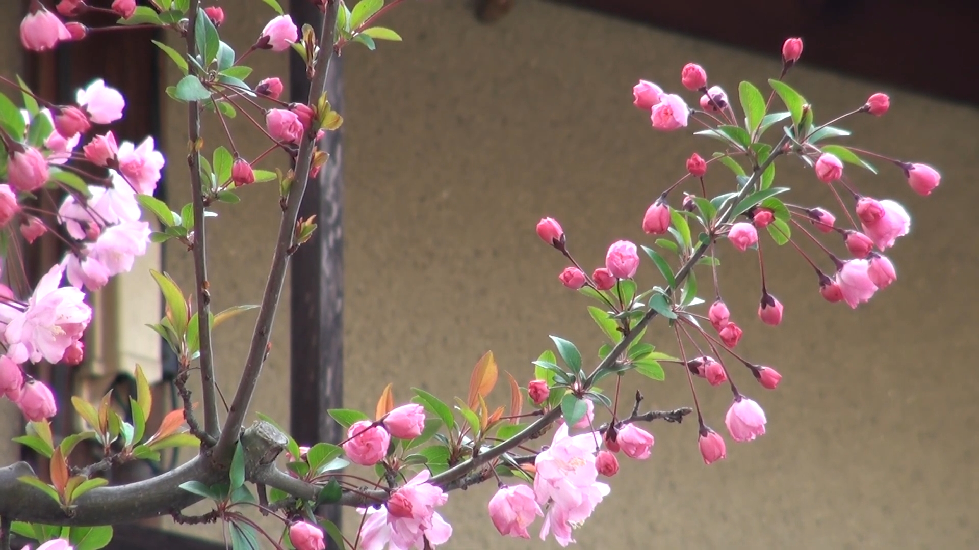 日本京都穷游记